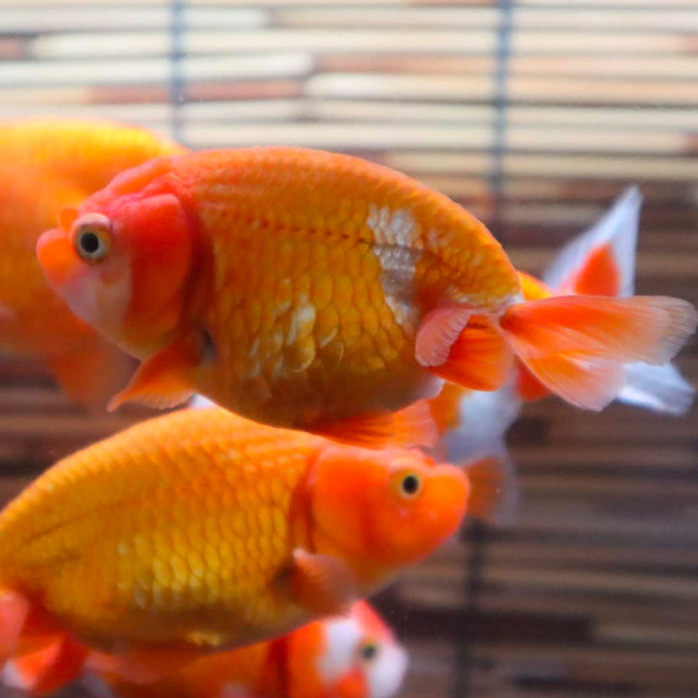 らんちゅう – 丸敏養魚場