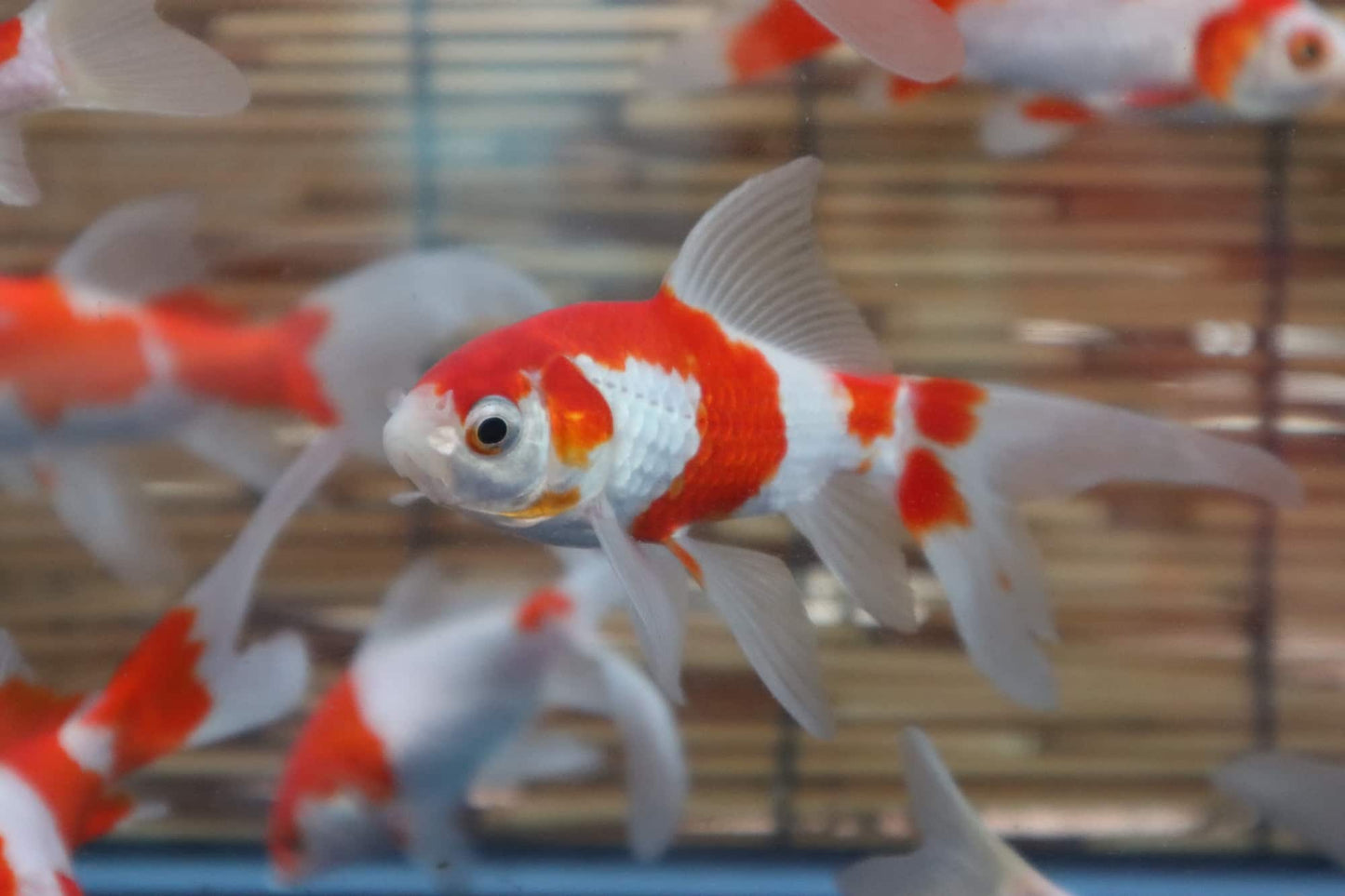 コメット