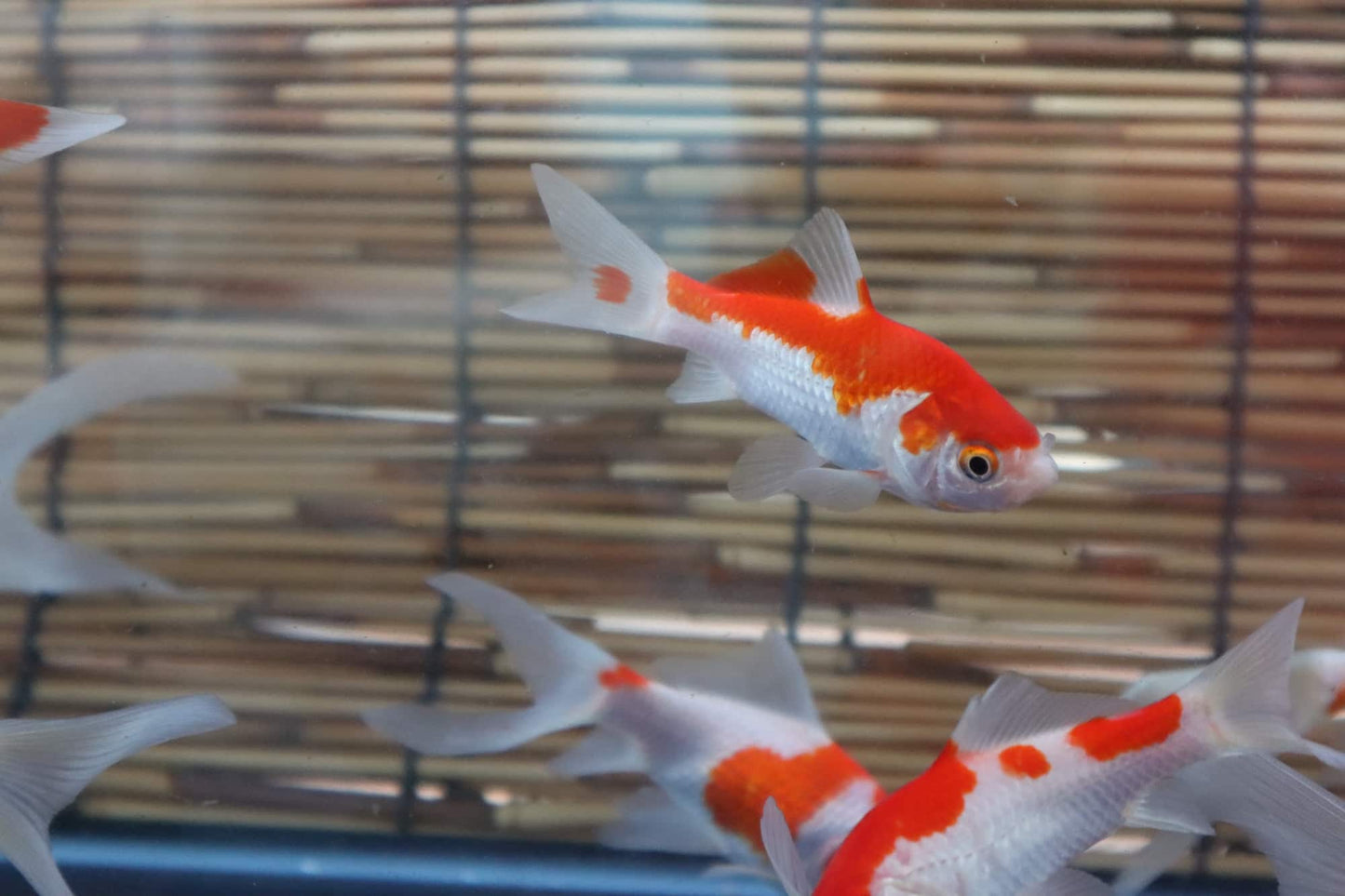コメット