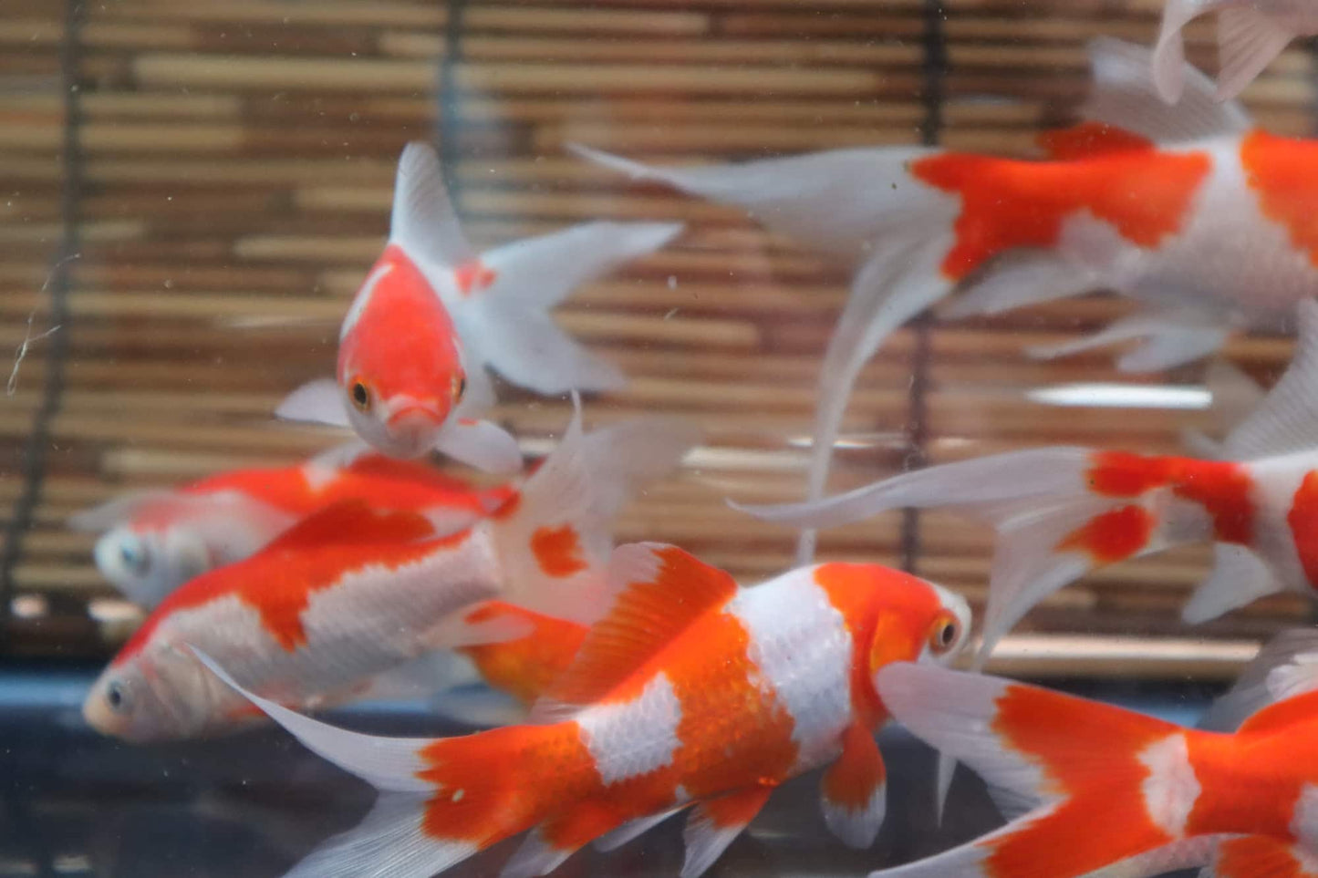 コメット