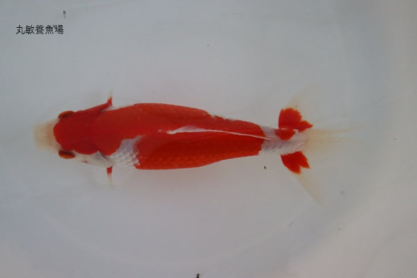 木下産 更紗和金① – 丸敏養魚場