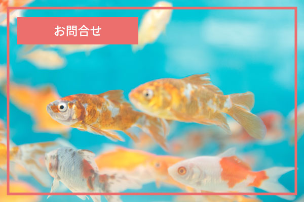 お問い合わせ