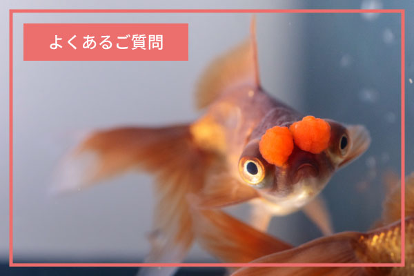 よくあるご質問