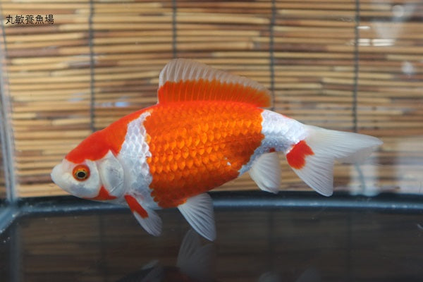 DT　屋久杉　魚の置物 DT様専用 屋久杉 魚の置物 - メルカリ